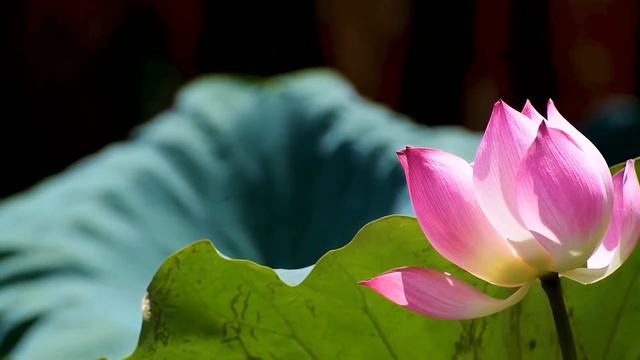 Hermosas Canciones Románticas De Amor Para Violín  Los mejores Musica Romantica Instrumental