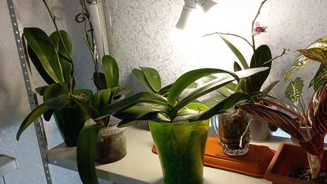 Непростое решение?Декабристы?Орхидеи?Мои цветущие нецветущие растения?Обзор в Сентябре?Феррара?Сого смотреть онлайн