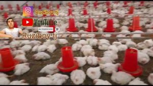 Мурги Гушти Парвари