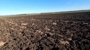 Первая охота на Зайца русака в полях Кубани в 2023 году.