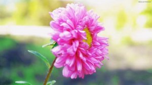 САМАЯ КРАСИВАЯ МУЗЫКА ДЛЯ ДУШИ!Одна из самых красивых и волшебных песен о любви! Красивые пейзажи#1