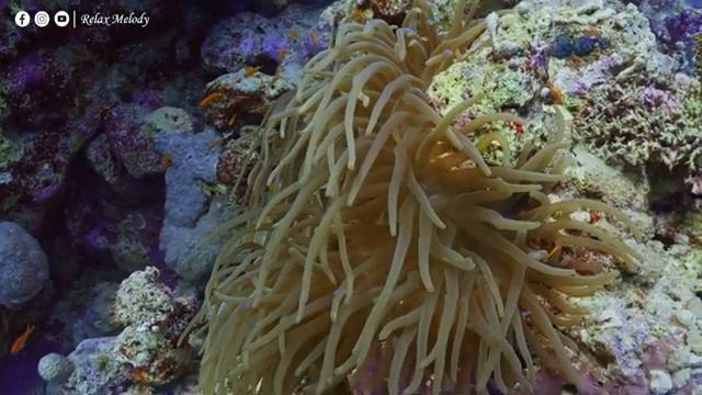 Все ваши тревоги исчезнут, если вы послушаете эту музыку - Расслабляющая музыка. смотреть онлайн