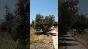 Табха.Церковь умножения хлебов и рыб.Поездка по местам,где Иисус жил и творил чудеса.Часть 1.