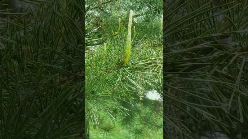 Pines after rain und spring birdsong