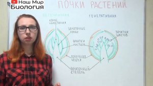 Почки растений. Вегетативные и генеративные почки