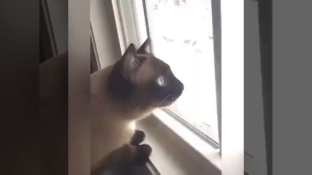 Коты радуются снегу