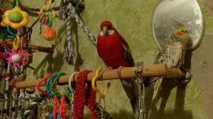 Parrot rozella. Розелла и корелла