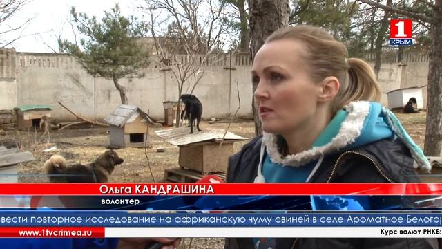 В Евпатории работает приют для попавших в беду животных смотреть онлайн