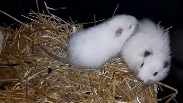 Так кого больше, самцов или самок, привела нутрия?! смотреть онлайн