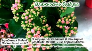 КАЛАНХОЭ ? в домашних условиях | полив, подкормка, пересадка, обрезка