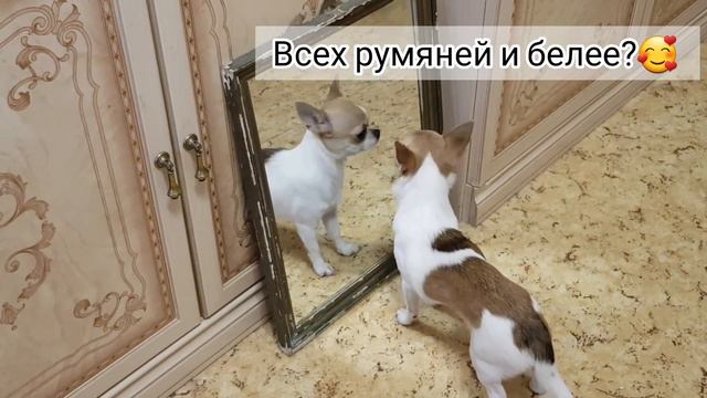 Говорящая собака. Кто на свете всех милее. Дружба кошки и чихуахуа. Когда увидела себя в зеркале. смотреть онлайн