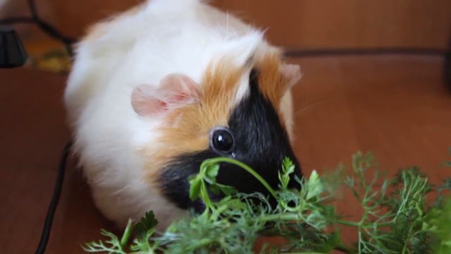 Свинки не слепые?! Туннели исчезают! Кабачок будет жить! смотреть онлайн