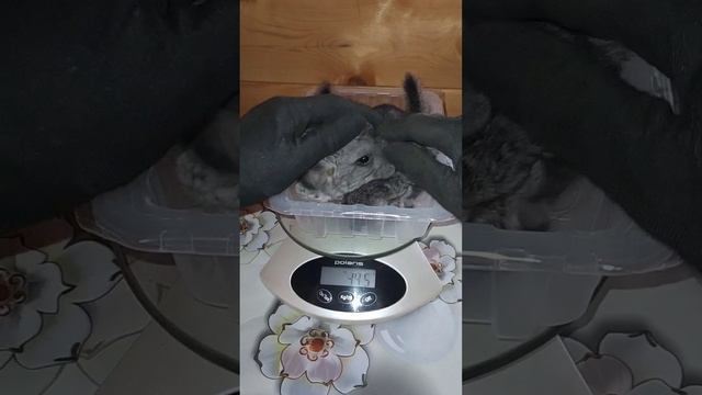 2 прекрасные девочки шиншиллы. Взвешивание.|Шиншилла