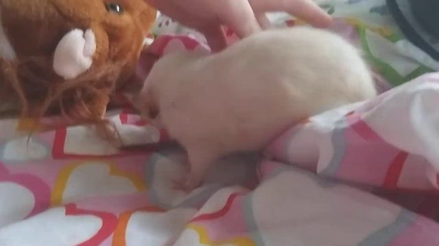 Крыса Буся. Первый день у директора. смотреть онлайн