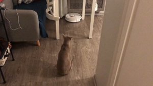 Робот-пылесос и кот. Первая встреча