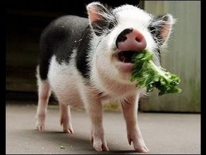 'Спасти рядового кабанчика' (мини пиг)