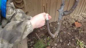 Прививка груши на яблоню удачный эксперимент