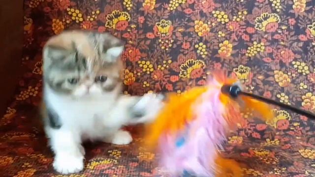 Изюминка - экзотическая короткошерстная кошка (экзот) смотреть онлайн