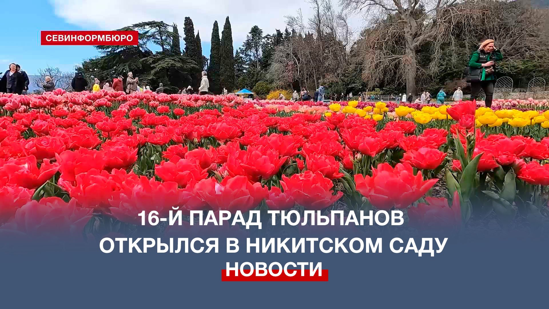 160 тысяч тюльпанов высадили для весеннего парада в Никитском ботаническом саду