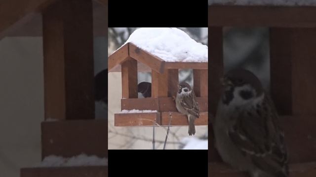 Воробьиная столовая