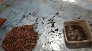 подготовка червя к продаже. (разведение червя)