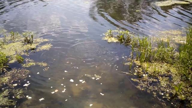 Обмываем медаль дочи! смотреть онлайн