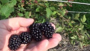 ЕЖЕВИКА ДЖАМБО  И ОРКАН