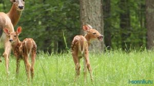 Олененок - толкование сонника