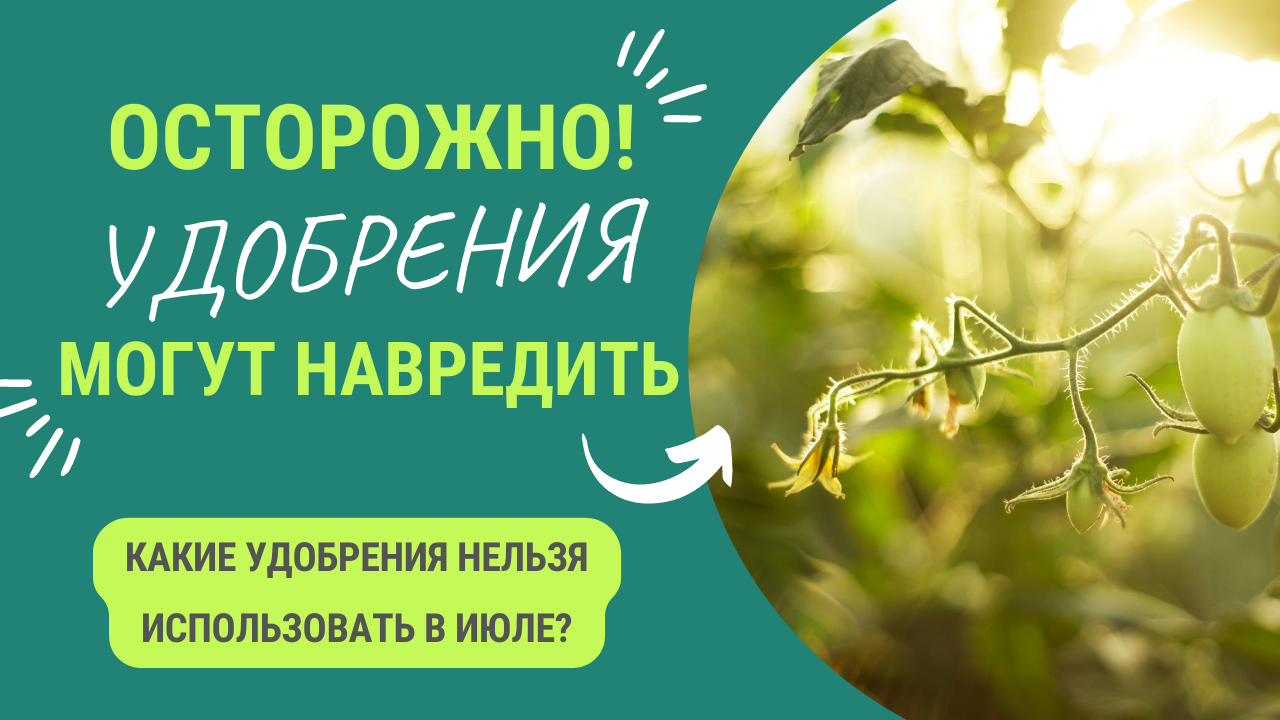 ЭТИ УДОБРЕНИЯ НЕЛЬЗЯ ИСПОЛЬЗОВАТЬ В ИЮЛЕ!