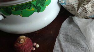 Обработка луковиц гладиолусов перед посадкой от болезней.