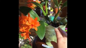 Cattleya RTH Shinfong Little Sun ‘Young Min Golden Boy’