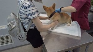 ПЕРВЫЙ ПОХОД К ВЕТЕРИНАРУ ► РЕАКЦИЯ ЩЕНКА НА ПРИВИВКУ ► ОФИЦИАЛЬНО ЗАРЕГИСТРИРОВАЛА СОБАКУ