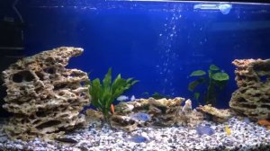 Цихлиды 120 литров