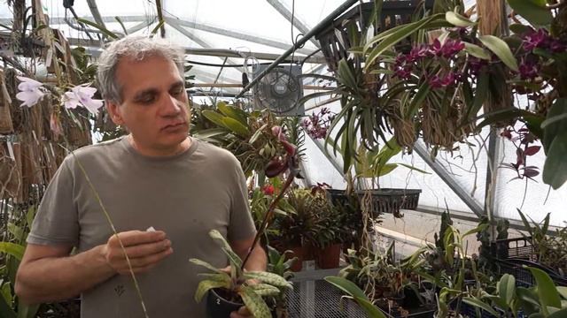 Идеалната орхидея - Paphiopedilum Maudiae ‘black’ смотреть онлайн