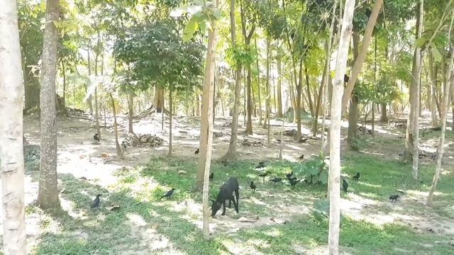 Сон на яву...Гиберт.. смотреть онлайн