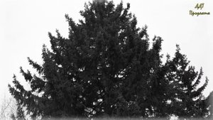 «Деревья растут для всех» (буктрейлер к рассказу В. П. Астафьева)