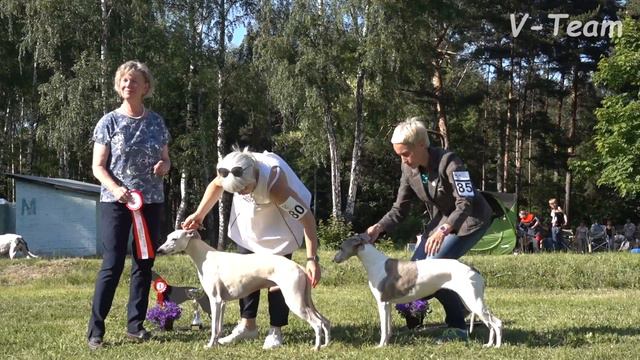 Уиппеты. Выбор Лучшего Ветерана Выставки. Чемпионат Островных Борзых 2018. смотреть онлайн