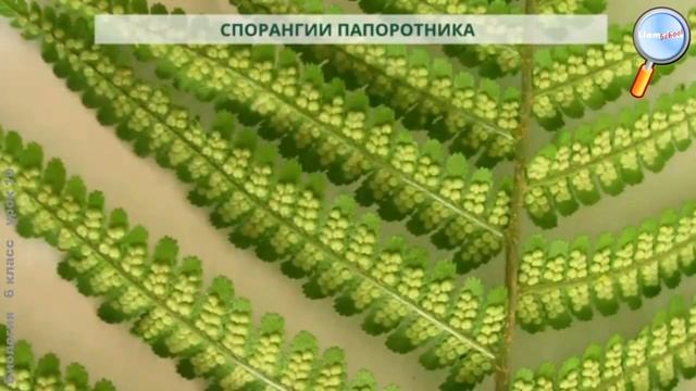 Биология 6 класс (Урок№10 - Размножение.) смотреть онлайн
