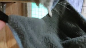 гамак для шиншилл.