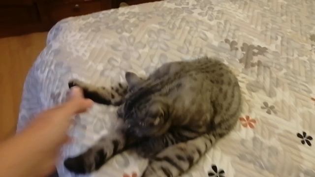 Кот чистюля