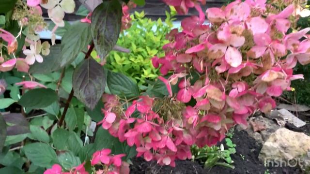 КРАСАВИЦА ГОРТЕНЗИЯ АНЖЕЛ БЛАШ, Румянец Ангелов. смотреть онлайн