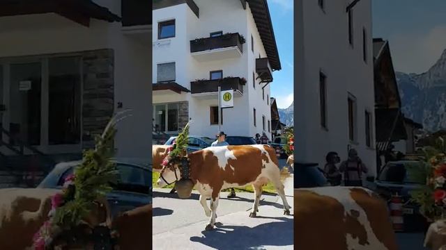 Austria Cattle Drive ( At Pertisau)