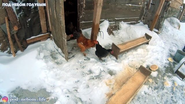 Готовлю сыр Халлуми I Деревенское утро I Будни пчеловода смотреть онлайн