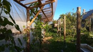 Г-образные теплицы для винограда в Новополоцке / G-shaped greenhouses for grapes in northern Belaru