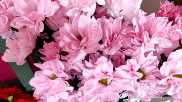 Хризантемы крашенные смотреть онлайн