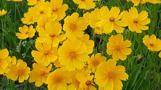 ( Расслабляющая) Музыка для Медитации, Сна и снятия Стресса. смотреть онлайн