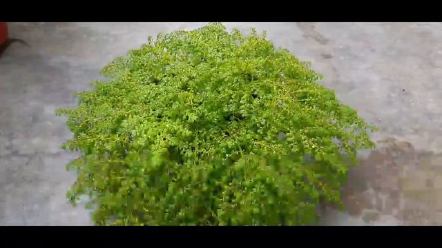 How to Grow & Care Pilea microphylla Plant || Indoor Plants || Outdoor Plants