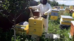 Обрабатываем пчёл от клеща. Чем лучше обработать пчёл от клеща.