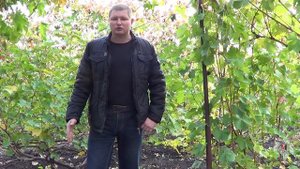 Осенние работы на винограднике. Обрезка и влагозарядка. Виноград 2017.
