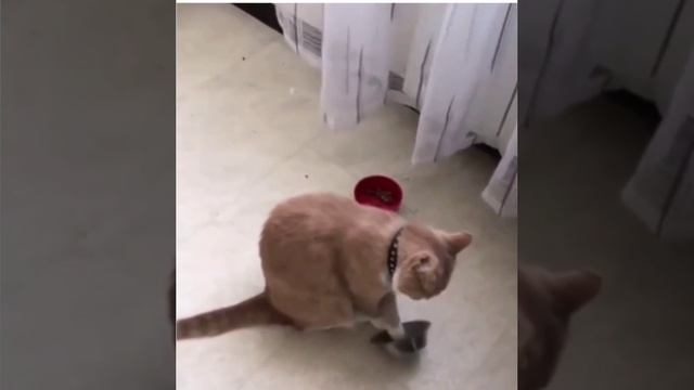 голод